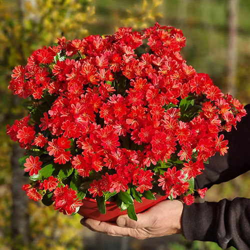 Lewisia cotyledon Sunset Glow
