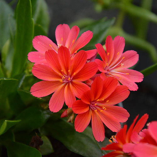Lewisia cotyledon Sunset Glow