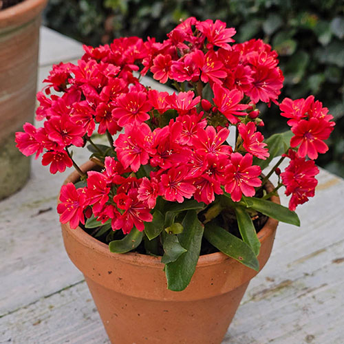 Lewisia cotyledon Sunset Glow