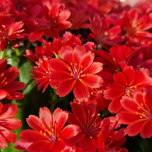 Lewisia cotyledon Sunset Glow