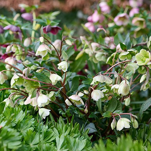 Hellebore Winterbells