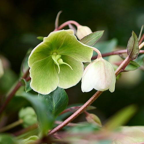 Hellebore Winterbells