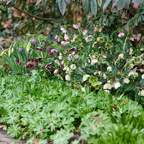 Hellebore Winterbells
