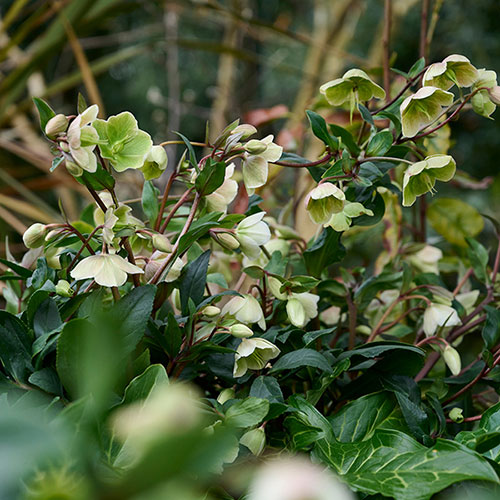 Hellebore Winterbells