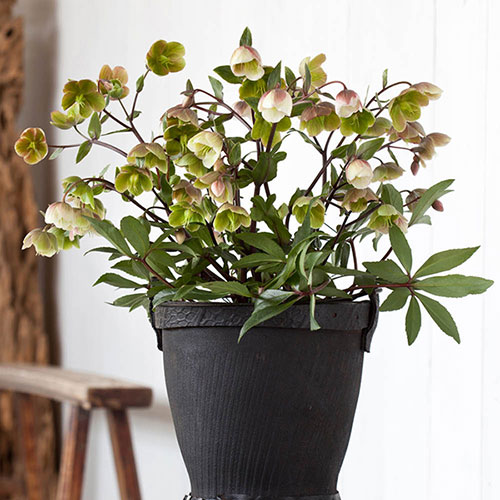 Hellebore Winterbells