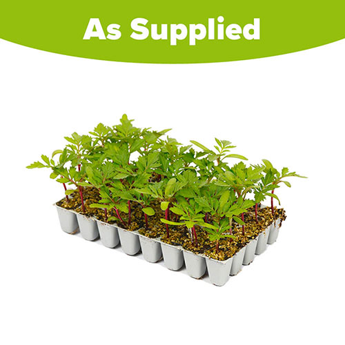 French Marigold Bonanza Mix