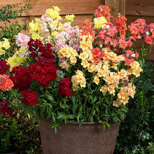 Antirrhinum Twinny Mix Antirrhinum Twinny Mix