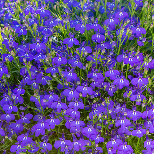 Lobelia Royal Blue