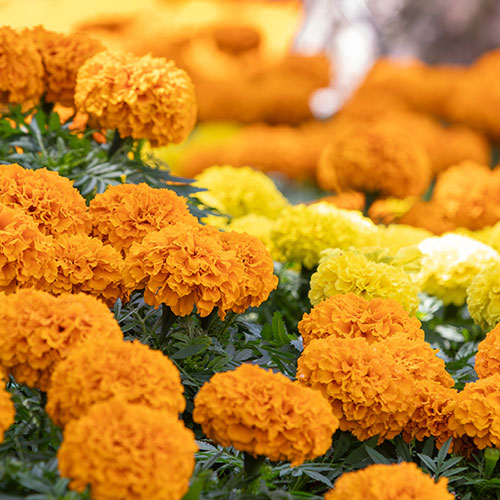 Marigold African Sun Mix