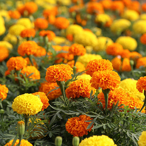 Marigold African Sun Mix