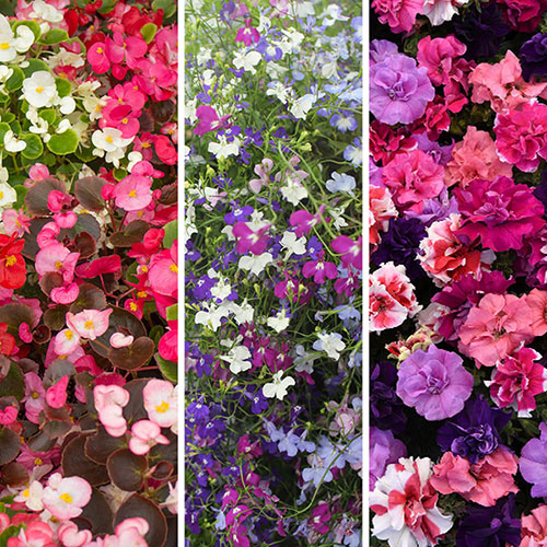 Midsummer Planting Collection Midsummer Planting Collection