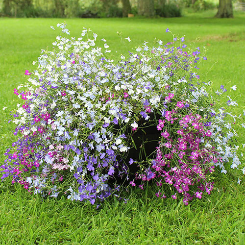 Midsummer Planting Collection Midsummer Planting Collection