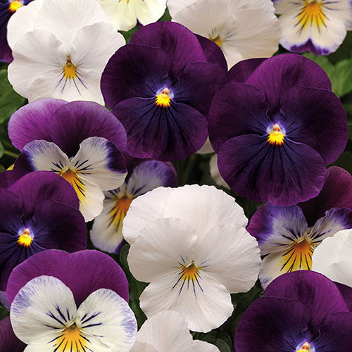Pansy Cool Wave Berries & Cream