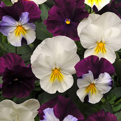 Pansy Cool Wave Berries & Cream