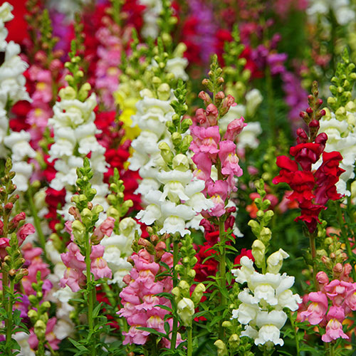 Antirrhinum Mini Butterflies Mix