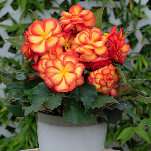 Begonia On Top Sun Glow Begonia On Top Sun Glow