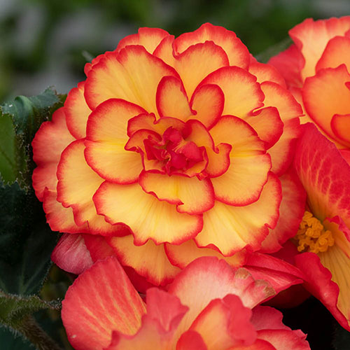 Begonia On Top Sun Glow Begonia On Top Sun Glow