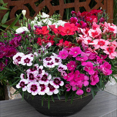Dianthus Coronet Mix Dianthus Coronet Mix