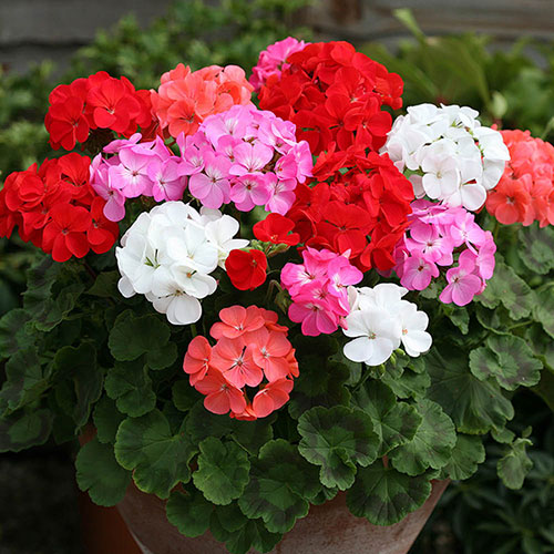 Bedding Beauties Collection