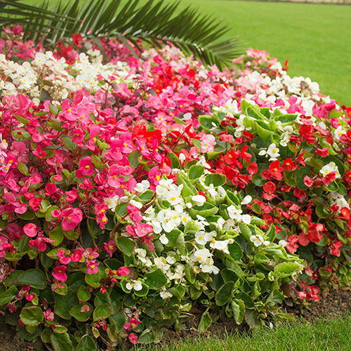 Bedding Beauties Collection