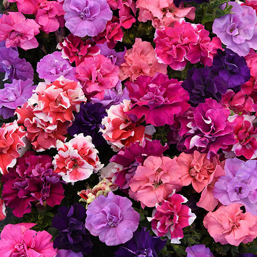 Bedding Beauties Collection