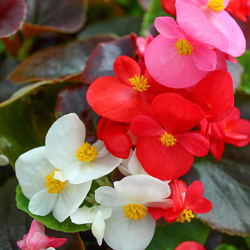 Bedding Beauties Collection