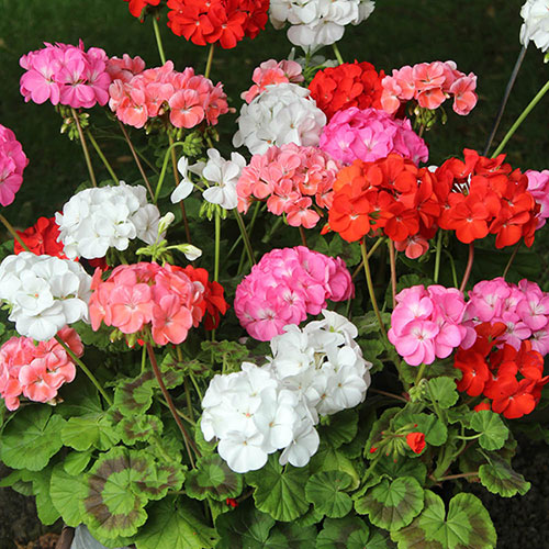 Bedding Beauties Collection