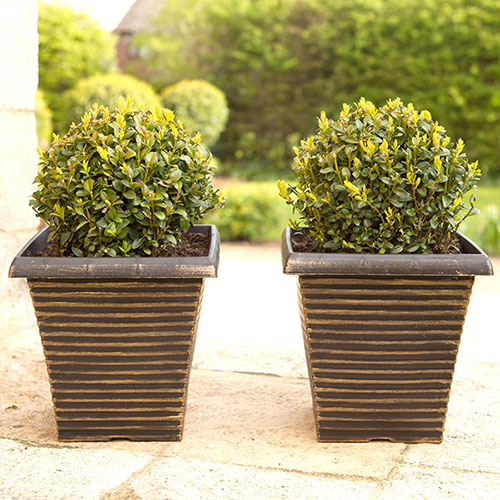 Buxus Ball Buxus Ball
