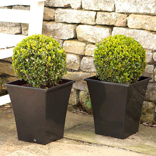 Buxus Ball Buxus Ball