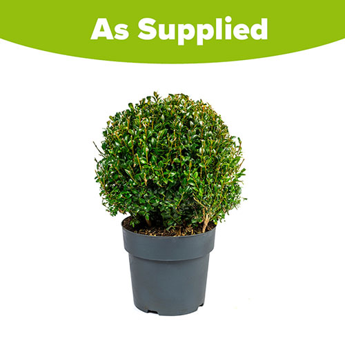 Buxus Ball Buxus Ball