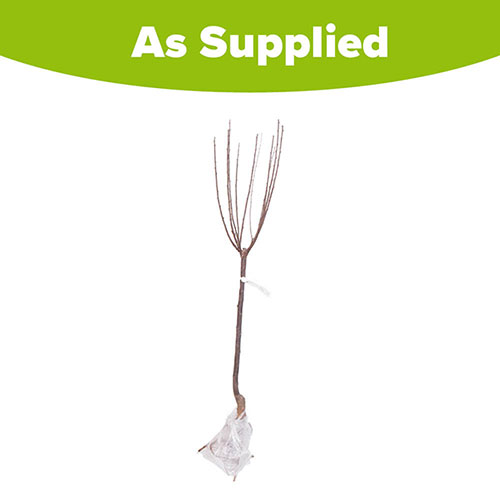 Flowering Cherry Almond Prunus triloba Standard