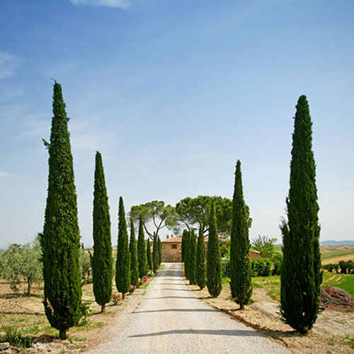 Italian Cypress Trees