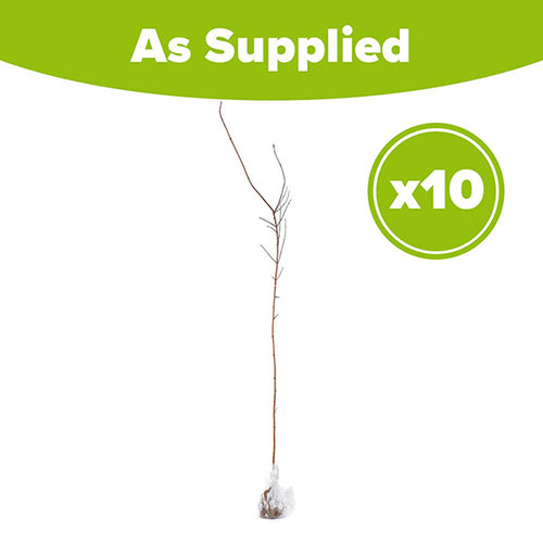 Field Maple Hedge Acer campestre Pack of 10 Bare Roots 90/120cm Field Maple Hedge Acer campestre Pack of 10 Bare Roots 90/120cm
