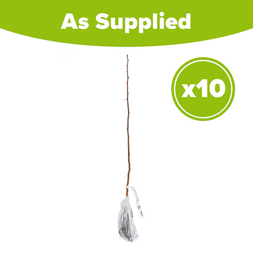 Hazel Hedge Corylus avellana Pack of 10 Bare Roots 60/90cm Hazel Hedge Corylus avellana Pack of 10 Bare Roots 60/90cm