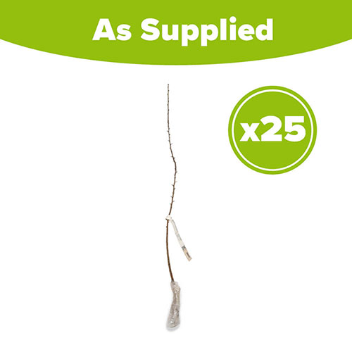 Hawthorn Hedge Crataegus monogyna Pack of 25 Bare Roots 60/90cm Hawthorn Hedge Crataegus monogyna Pack of 25 Bare Roots 60/90cm