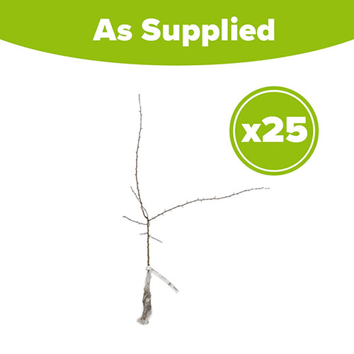 Hawthorn Hedge Crataegus monogyna Pack of 25 Bare Roots 90/120cm Hawthorn Hedge Crataegus monogyna Pack of 25 Bare Roots 90/120cm