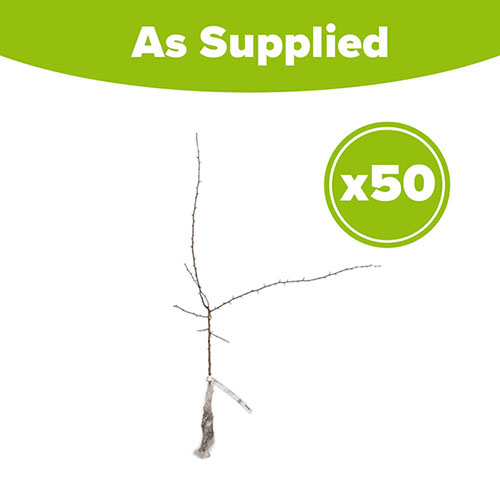 Hawthorn Hedge Crataegus monogyna Pack of 50 Bare Roots 90/120cm Hawthorn Hedge Crataegus monogyna Pack of 50 Bare Roots 90/120cm