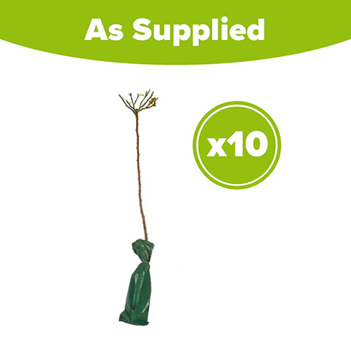 Common Beech Hedge Fagus sylvatica Pack of 10 Bare Roots 60/90cm Common Beech Hedge Fagus sylvatica Pack of 10 Bare Roots 60/90cm