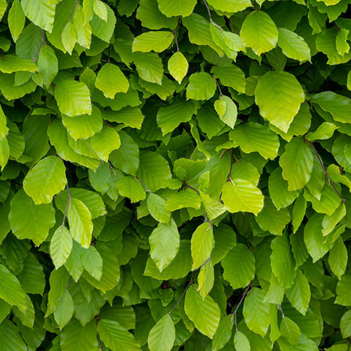 Common Beech Hedge Fagus sylvatica Pack of 25 Bare Roots 60/90cm Common Beech Hedge Fagus sylvatica Pack of 25 Bare Roots 60/90cm