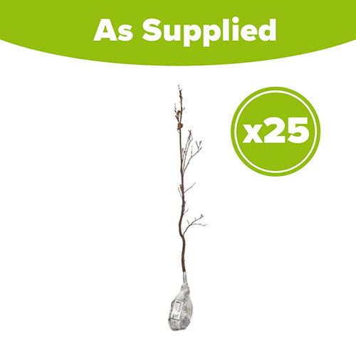 Common Beech Hedge Fagus sylvatica Pack of 25 Bare Roots 90/120cm Common Beech Hedge Fagus sylvatica Pack of 25 Bare Roots 90/120cm