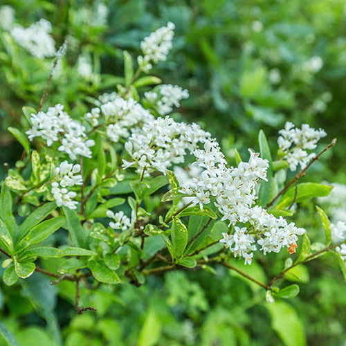 Viburnum Hedge Flower Sweet Viburnum Dense Hedging Plant Nursery Viburnum Hedge Flower Sweet Viburnum Dense Hedging Plant Nursery