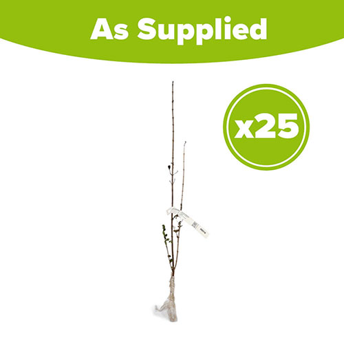 Privet Hedging Ligustrum ovalifolium 60/90cm Privet Hedging Ligustrum ovalifolium 60/90cm