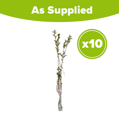 Privet Hedging Ligustrum ovalifolium Pack of 10 Bare Roots 90/120cm Privet Hedging Ligustrum ovalifolium Pack of 10 Bare Roots 90/120cm