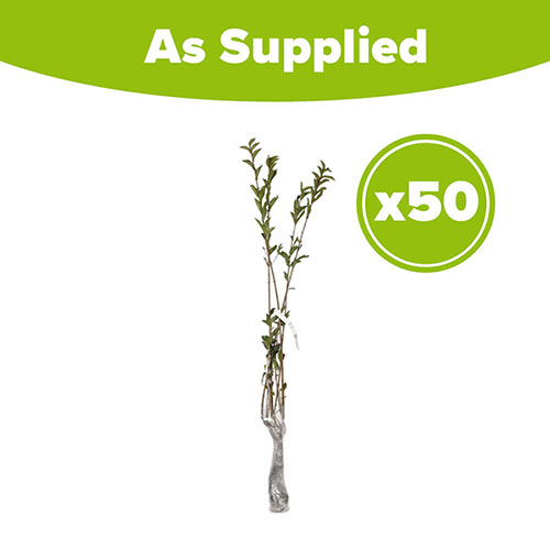 Privet Hedging Ligustrum ovalifolium Pack of 50 Bare Roots 90/120cm Privet Hedging Ligustrum ovalifolium Pack of 50 Bare Roots 90/120cm