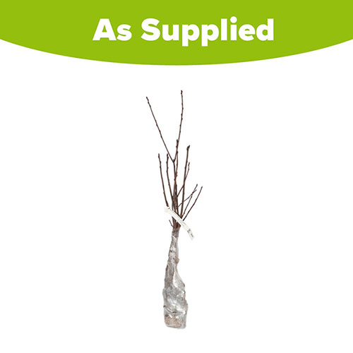 Bird Cherry Hedge Prunus padus Single Bare Root 60/90cm