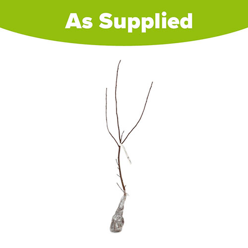 Bird Cherry Hedge Prunus padus Single Bare Root 90/120cm