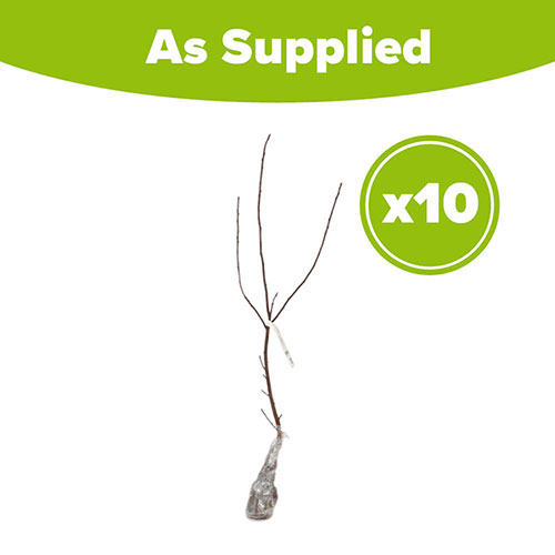 Bird Cherry Hedge Prunus padus Pack of 10 Bare Roots 90/120cm