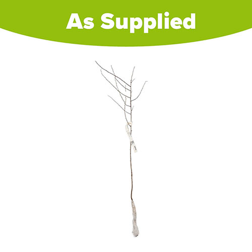 Blackthorn Hedge Prunus spinosa Single Bare Root 60/90cm