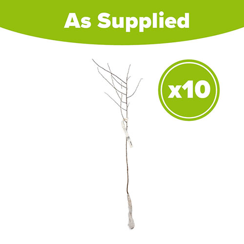 Blackthorn Hedge Prunus spinosa Pack of 10 Bare Roots 60/90cm