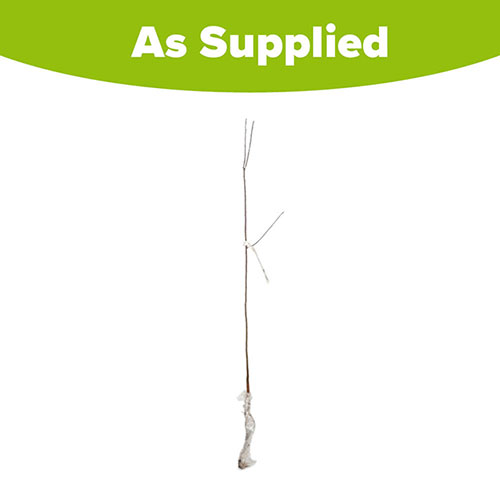 Blackthorn Hedge Prunus spinosa Single Bare Root 90/120cm